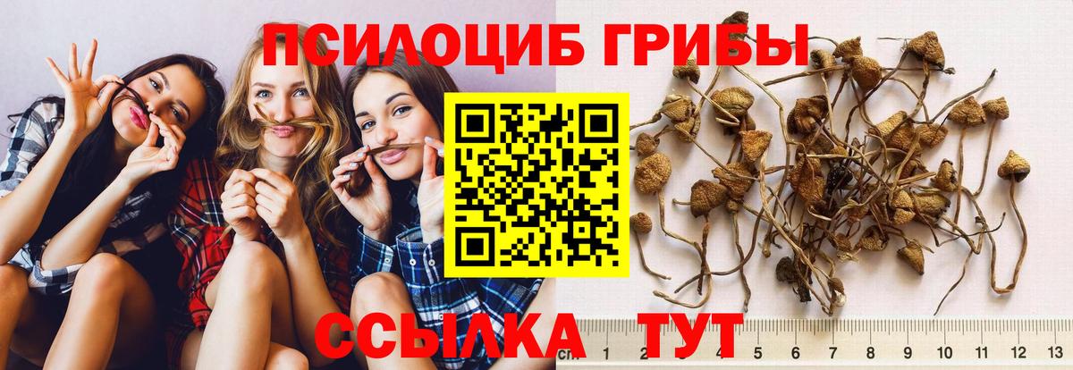 Псилоцибиновые грибы Psilocybine cubensis  Вход с VPN  Ефремов 